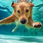 Hund im Wasser