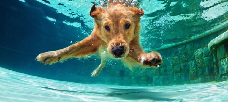 Read more about the article Hund im Wasser